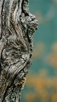 Weathered tree bark with intricate grain patterns and lichen growth against blurred natural background for organic texture and environmental themes.