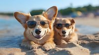 Two smiling Welsh Corgi dogs wearing sunglasses relaxing on sandy beach during summer vacation. Playful pets enjoying sunny day near ocean water.
