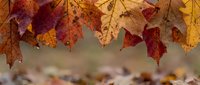Colorful autumn leaves hanging from branch with warm orange, red and yellow foliage creating natural seasonal border frame against blurred background.