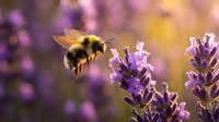 Bumblebee flying towards purple lavender flowers in golden sunlight with soft bokeh background for pollination and nature photography concepts.