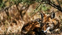 Wild lynx resting under thorny bush in natural habitat during golden hour light. Wildlife photography showcasing predator behavior in wilderness environment.