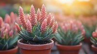 Pink flowering succulent plant in terracotta pot with soft sunlight glow, multiple plants in background creating depth and bokeh effect for garden and home decor.