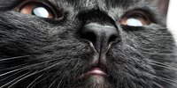 Close-up macro shot of gray tabby cat face showing detailed nose, whiskers, and bright eyes. Perfect for pet care, veterinary, and animal lover designs.