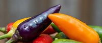 Fresh colorful hot chili peppers including purple, orange and red varieties arranged together showcasing spicy ingredient diversity for cooking and culinary use.