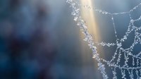 Delicate spider web with morning dew drops glistening in soft sunlight creating magical bokeh effect and ethereal atmosphere for nature photography projects.