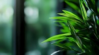 Fresh green palm leaves against blurred natural background, creating depth and tranquil atmosphere for wellness, spa, and nature-inspired designs.
