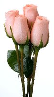 Fresh pink roses with water droplets on white background isolated for romantic greeting cards and floral design projects.
