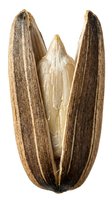 Sunflower seed isolated on white background, showing detailed texture and natural striping patterns. Suitable for botanical, agricultural, food, and nutrition design projects.