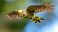 Green budgerigar parakeet in flight with wings spread against blurred natural background. Small colorful pet bird flying outdoors in motion.