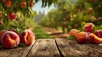 Fresh ripe peaches on rustic wooden table with blurred peach orchard in background, harvest season in countryside farm setting.