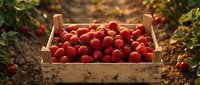 Fresh ripe strawberries in wooden crate at organic farm during golden hour harvest time for healthy eating and agricultural produce marketing.