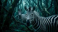 Two zebras stand among twisted, moss-covered trees in a dark, moody forest, their bold black and white stripes contrasting with the deep teal surroundings.