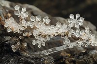 Delicate crystalline snowflakes form intricate patterns on dark bark, showcasing nature's frozen artistry in macro photography. Winter frost creates geometric shapes in close-up detail.