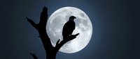 Silhouette of a bird perched on a bare branch against a large full moon in a dark night sky, suitable for wildlife and nature backgrounds.