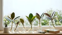 Plant propagation setup with rubber tree cuttings in glass vases on windowsill for home gardening and botanical growth experiments.