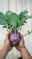 Fresh purple kohlrabi with green leaves held in hands against white background, ready for cooking or healthy eating concepts.