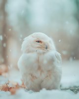 White snowy owl sitting in winter snow with soft bokeh background and falling snowflakes creating peaceful arctic wildlife scene for nature photography.
