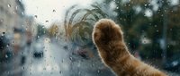 Ginger cat paw touching wet window glass with raindrops during winter weather, suitable for pet and seasonal content.