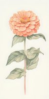 Delicate peach zinnia flower with sage green leaves on cream background, watercolor style botanical illustration. Soft vintage garden art for wall decor.