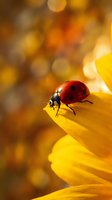 Red ladybug on bright yellow flower petal with warm golden bokeh background creating dreamy spring garden atmosphere for nature and wildlife designs.