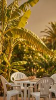 Tropical outdoor dining setup with white plastic chairs and table under banana palm trees during golden hour sunset creating warm vacation atmosphere.