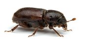 Small brown weevil beetle isolated on white background, suitable for educational materials, pest control documentation, entomology resources, and nature design projects.