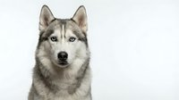 Siberian husky with striking light eyes and gray and white coat looking directly at camera against white background for pet portraits.