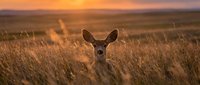 Mule deer doe standing alert in golden grassland at sunset with warm orange sky and dry prairie vegetation surrounding the wildlife subject.