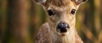 Young deer fawn portrait with soft brown fur and alert expression in natural forest habitat for wildlife photography and nature conservation projects.