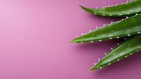 Fresh green aloe vera leaves with spiky edges against pink background, natural skincare and wellness concept for cosmetic product design.
