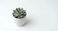 Small green succulent plant in white ceramic pot on clean background for home decor and gardening projects.