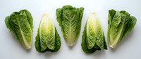 Fresh romaine lettuce heads arranged in row on white background, organic green leafy vegetables for healthy cooking and salad preparation.
