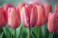 Fresh pink tulip with morning dew drops in soft focus, surrounded by blurred tulips creating dreamy spring garden atmosphere. Natural floral background.