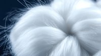 Soft white fluffy dandelion seed head macro close up against dark blue background showing delicate wispy seeds ready to blow in wind for spring nature photography.