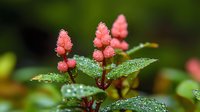 Pink flowering spikes of persicaria with water droplets on dark green leaves against blurred natural background, captured in morning dew garden setting.