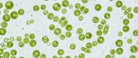 Green microorganisms and bacteria cells scattered on white background for medical research and scientific education purposes in microbiology studies.