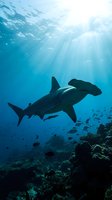 Hammerhead shark swimming in deep blue ocean waters with sunlight rays penetrating surface above coral reef ecosystem with tropical fish schooling below.
