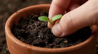 Young seedling with two green cotyledon leaves being planted in terracotta pot filled with rich soil by caucasian hand, representing gardening, growth, and nurturing new life for horticultural projects.