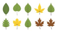 Collection of autumn leaves in various shapes and colors isolated on white background for seasonal design projects and nature graphics.