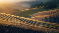 Rolling hills with golden wheat fields at sunset, dramatic shadows and light creating patterns across undulating agricultural landscape in warm evening glow.