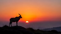 Silhouette of antelope standing on rocky outcrop against vibrant orange sunset sky with mountains in background creating dramatic wildlife scene.