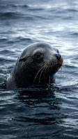 Curious seal head emerging from dark ocean water with whiskers and expressive eyes looking directly at camera in natural marine habitat.
