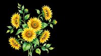 Watercolor sunflower bouquet with green leaves, isolated on transparent background. Great for T-shirts, stickers, sublimation, print on demand, and clipart design use.