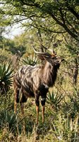 Majestic kudu antelope with spiral horns standing in natural bushveld habitat surrounded by acacia trees and indigenous vegetation in warm sunlight.