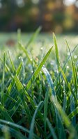 Close-up of fresh green grass blades covered with morning dew drops, ideal for nature and outdoor backgrounds.