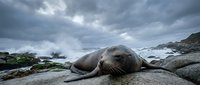 Large elephant seal resting on rocky coastline under dramatic stormy sky with crashing ocean waves in background for wildlife and nature projects.
