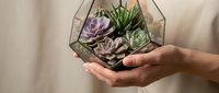 Hands holding geometric glass terrarium with purple and green succulents, ideal for home decor, gardening, and botanical design projects.