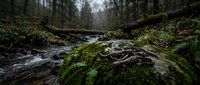 Moss-covered rocks in forest stream with flowing water through woodland landscape. Natural creek environment with lush green vegetation and trees in background.