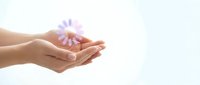 Hands holding delicate purple flower against white background, symbolizing care, gentleness, and natural beauty for wellness and spa design projects.
