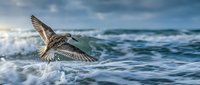 Seagull flying low over ocean waves with wings spread wide, capturing dynamic movement above churning white foam and blue-green water under cloudy sky.